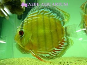 DISCUS wild NHAMUNDA MARACAN (15cm up)