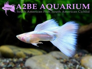 5월 특가상품] 구피 알비노 저먼 화이트 턱시도 / Guppy albino german white tuxedo (숫4/암4)  