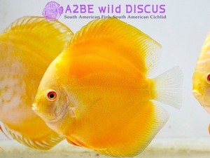 디스커스 딕슨 골드 / Discus Dickson Gold (11cm전후) 