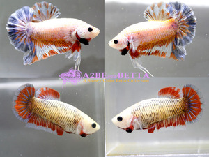 [1Pair Set] 시암 플라워 플라캇 / Thailand &quot;Siam Flower&quot;  Plakat / [Siam Flower Betta Set B]