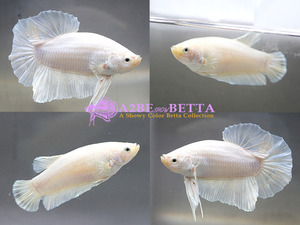 [1Pair Set] 화이트 플래티넘 자이언트 플라캇 한쌍 / Thailand InterFish &quot; White Platinum Giant &quot; Plakat / [150731_C1 White Platinum Giant Betta Set A]