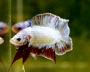 더블테일 플라캇 [ SuperSaiyan Betta Farm ] DoubleTail PK [ 0925_Double_A ]