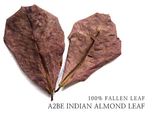 A2BE 인디안 알몬드잎 / A2BE INDIAN ALMOND LEAF [1팩]