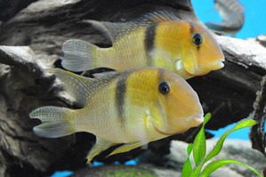 가이아나카라 게아예 / Guianacara geaye [Bandit Cichlids] (6.5cm전후) 2마리 