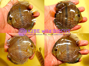 야생 디스커스 헤켈 &quot;노바 오린다&quot; / wild HECKEL DISCUS &quot;Nova olinda&quot; [ 9cm전후/ 中 size ] 5마리