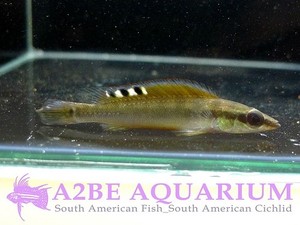 Crenicichla sp Pink &quot;Santarem dwarf pike&quot; 크레니씨클라 &#039;핑크&#039; 드워프 파이크 