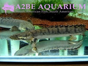 폴립테루스 &#039;위크시&#039; (Mottled bichir) Polypterus weeksii 