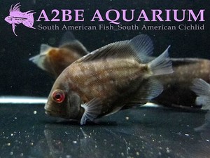 Uaru amphiacanthoides &quot;Xingu Blue&quot; 