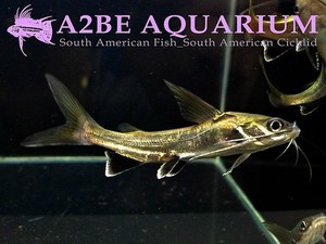 Ariopsis seemanni 아리옵시스 시마니 Arius jordani shark