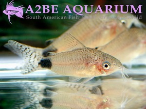 코리도라스 구아포레 / Corydoras Guapore wild  [ Rare Corydoras ] (3마리)