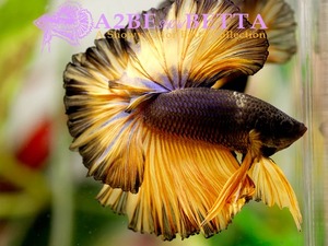  빅 호크도살 로즈테일 블랙 엠지 하프문 / Big Hawk Dorsal Rose tail Black MG HM / [ 0213_F ]