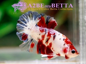 [Lubis Betta] 블루테일 코이 플라캇 베타 / Blue tail Koi PK / [ 0422_G ]