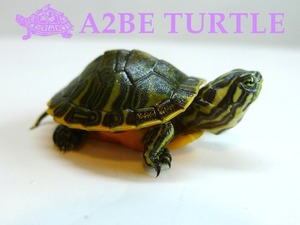 레드 벨리 터틀 (Red Belly Turtle)