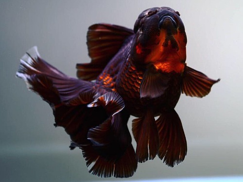 BP / Comp. grade Big head, rose tail Apache oranda / 콤프급 빅 헤드 로즈테일 아파치 오란다 / ( BP_COMP_2 ) 19-20cm급  암컷 종어형 개체