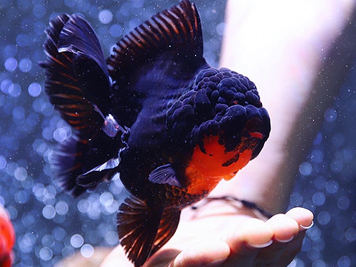 BP DADDY / MONSTER BODY APACHE ROSE TAIL ORANDA / 몬스터바디 아파치 로즈테일 오란다 / [ DADDY0626_5 ] / 수컷 / 13-14cm급