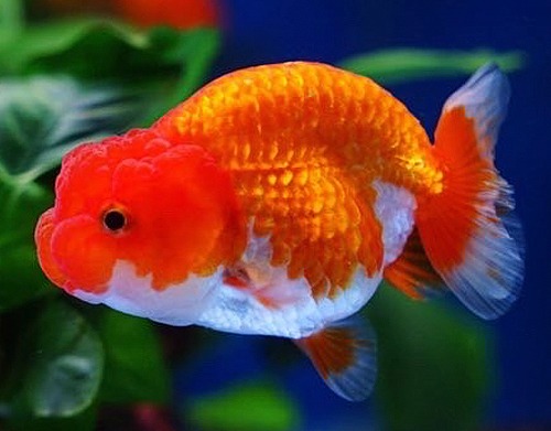 Hybrid Ranchu / 하이브리드 난주 / [ M0814_7 ] / 8-8.5cm 전후 / 암수선별 x