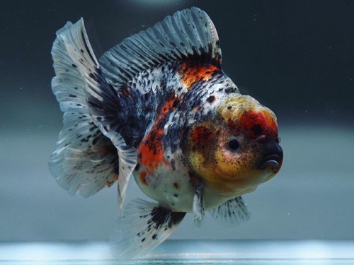 BP MENG |Vanda spot Calico Rose tail oranda  반다 스팟 칼리코 로즈테일 오란다  (BP_M0312_1)  11cm급  수컷추정