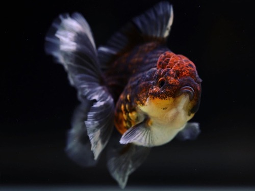 BP MENG) MONSTER BODY DARKNESS CALICO ROSE TAIL ORANDA / 몬스터바디 다크니스 칼리코 로즈테일 오란다 / BPM0526_5 / 13-14cm 급 / 암컷추정