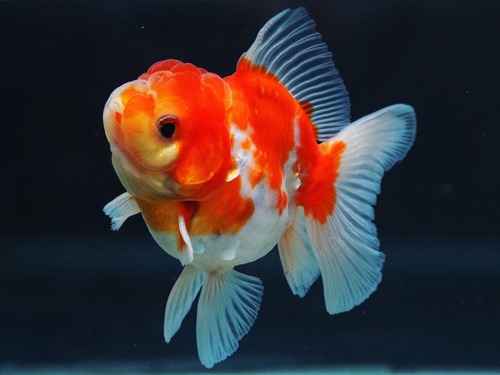 LILI GOLDFISH 몬스터바디 사쿠라 하트테일 오란다 / MONSTER BODY SAKURA HEART TAIL ORANDA / LILI0529_5 / 수컷 / 8-9cm 급