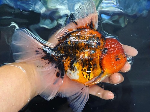 LILI GOLDFISH ROSE TAIL ORANDA / 타이거 로즈테일 오란다 ( 암컷 종어 ) / SSL_0623_3 / 23-24cm 급