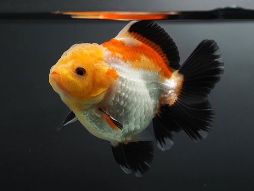 BP MENG) SUPER DOLL PANDA 🐼ORANDA  YELLOW HEAD 3 COLOR NEW PANDA BREEDING GROUP / 11cm 급 / NP_0713_6 / 수컷추정