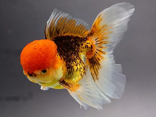 Lit Lucky Farm) Tricolor Butterflytail Oranda / 트리컬러 버터플라이테일 오란다 / 14cm 전후 / 수컷 추정 / LP_0902_TJ_3