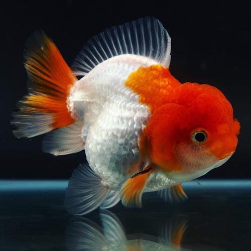 Breeder Jo 씨의 귀여운 금붕어 / Red head short tail oranda / 레드헤드 단미 오란다 / 사이즈 : 8-9cm / 암컷추정 / JO_0907_5