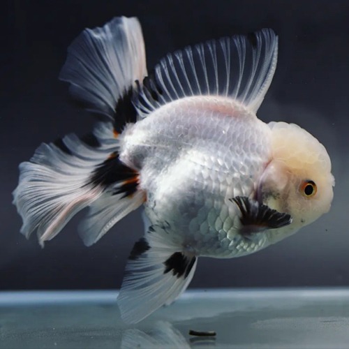 Sakchai Oranda Goldfish /삭차이 오란다 /  [ 0821_5 ] / 사이즈 : 13-14cm 전후 / 성별 : 암컷추정