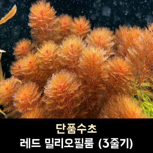 레드 밀리오필름 / 3줄기 1세트 / (10,000원이상부터 주문가능, 다른득템수초 교차하여 주문시 총금액 환산)