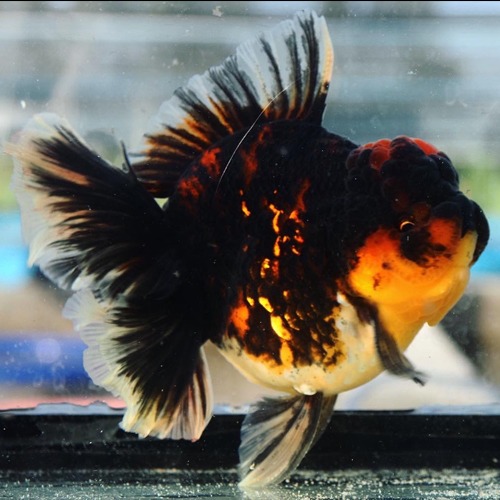 COMP GRADE 👑  TIGER ROSE TAIL ORANDA / 콤프급 타이거 로즈테일 오란다 / 프림 &amp; 맹 콜라보 / Size : 14cm급 / Tiger02