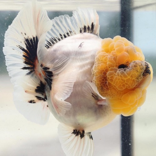 Premium Limited Edition  SUPER ROSE TAIL ORANDA / 슈퍼 로즈테일 오란다 큰 텩수염의 운석 화이트 / Size : 15-18cm 내외 / 암컷추정