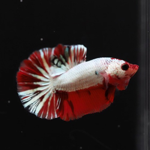 HMPK red koi /  Code : [ HMPK 0724_k01]