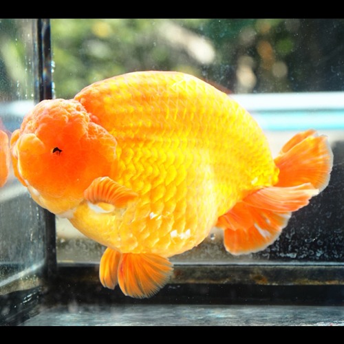 JUMBO SIZE SHOGUN RANCHU  점보 쇼군 난주 / Breeder WAT Select WAT &amp; JACK / size : 17-19 cm 내외 / 수컷추정