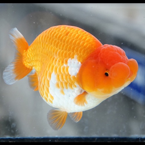 Cute Hybrid Ranchu / 도우너 하이브리드 난주/ size 는 12 cm 내외 / 암컷추정