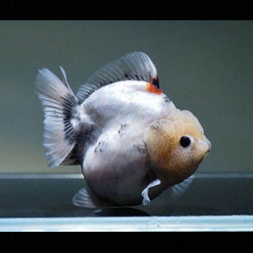 밀크 숏테일 오란다 ( 먹눈 ) / MILK SHORT TAIL ORANDA / size : 12 cm 내외 / 암컷추정