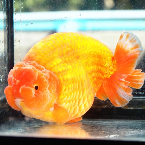 JUMBO SIZE SHOGUN RANCHU / 점보 쇼군 난주 / Breeder WAT Select WAT &amp; JACK / size : 17-19 cm 내외 / 수컷추정