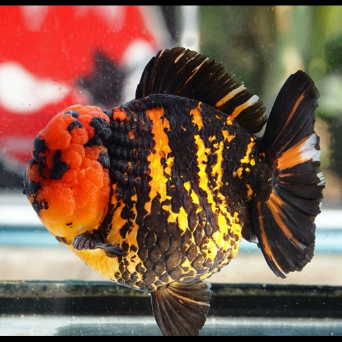 브리더 왓 쇼군의 great goldfish  Godzilla Tiger / WAT SHOGUN BREEDING   GODZILLA TIGER   Korea limited edition / size : 22-23 cm 내외 / 수컷추정 / 240202