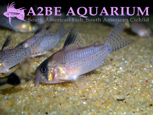 코리도라스 뉴 포타로엔시스 성어급 / Corydoras New Potaroensis F1 