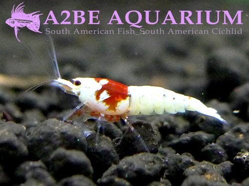 CRS(극상모스라) / Caridina cantonensis sp. &quot;Red&quot;