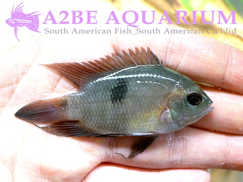 에메랄드 초콜렛 씨클리트 / Hypselecara temporalis (Chocolate cichlid) 6-7cm 