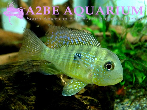 짐노게오파구스 발자니 파라과이 / Gymnogeophagus balzanii Paraguay wild (4.5-6cm) 