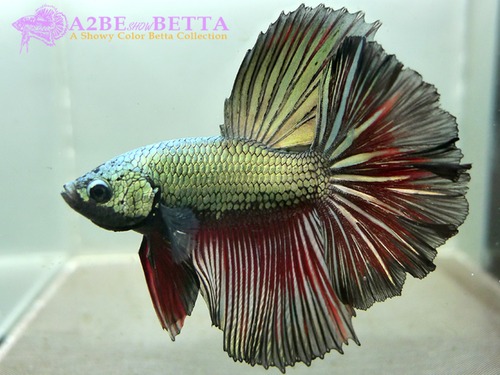 하프문 스페샬 / Betta Half Moon Special &quot;Dragon Platinum Black&quot; (HMSDPBR1004A) 