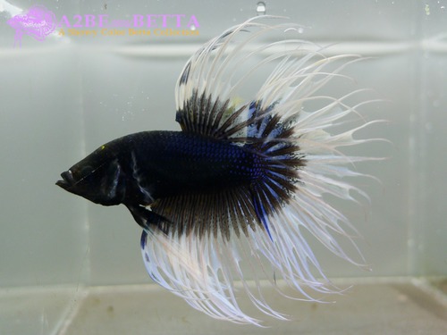 크라운 스페샬 / Betta Crown tail Special &quot;Blue White&quot; (CS1006B) 