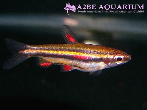 나노스토머스 마지나투스 &quot;가이아나&quot; / [dwarf pencil fish] / Nannostomus Marginatus GUYANA wild 