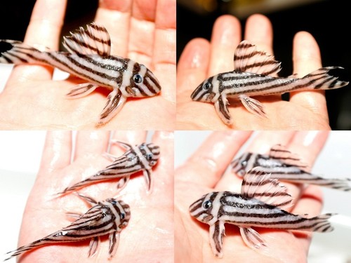 L46 임페리얼 제브라 플레코 / L46 Hypancistrus sp ZEBRA wild [ Imperial Zebra] (6-7cm전후) 