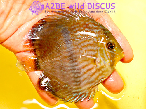 야생 디스커스 헤켈 &quot;노바 오린다&quot; / wild HECKEL DISCUS &quot;Nova olinda&quot; [ 9cm전후/中 size ]