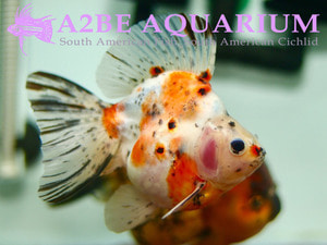 A급 와이드핀 칼리코 유금 / A GRADE WIDE FIN CALICO RYUKIN / [ 1207_R ]