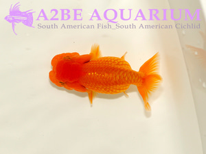 버팔로 헤드 난주 / Buffalo Head RANCHU / [ 0422_Buffalo_C ] (11cm 전후)