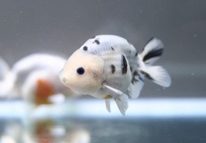 Mr He wei / DALMATIAN RANCHU / 달마시안 난주 / [H0922_D]