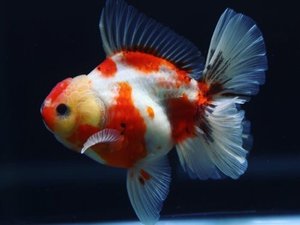 BP / 로즈테일 오란다 /ROSETAIL ORANDA / [BP1218_2] 꼬리 윗부분 뜯김.